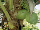 Beware of falling coconuts