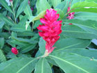 Gingerlily