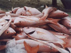 Red Snapper