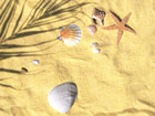sandy beach with shells