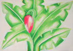 bananaflower